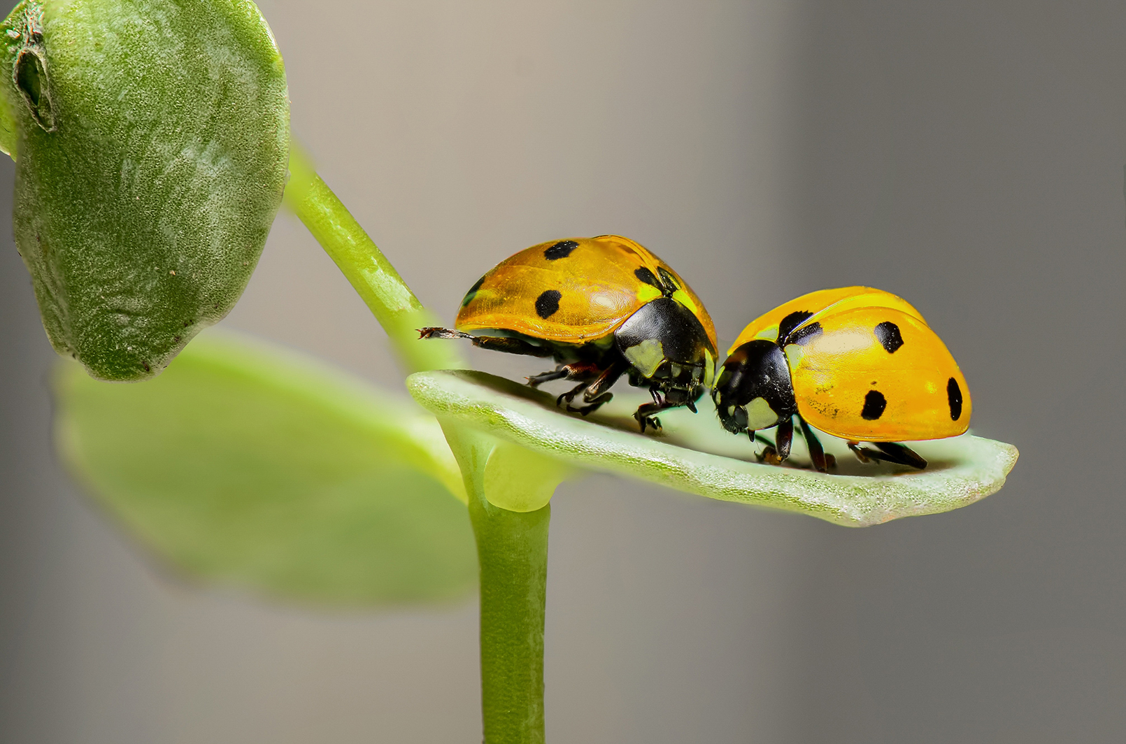 Gold Bugs Rejoice! Bullish $GDX Short Put #Hottrades – CLOSED for 8% ROI